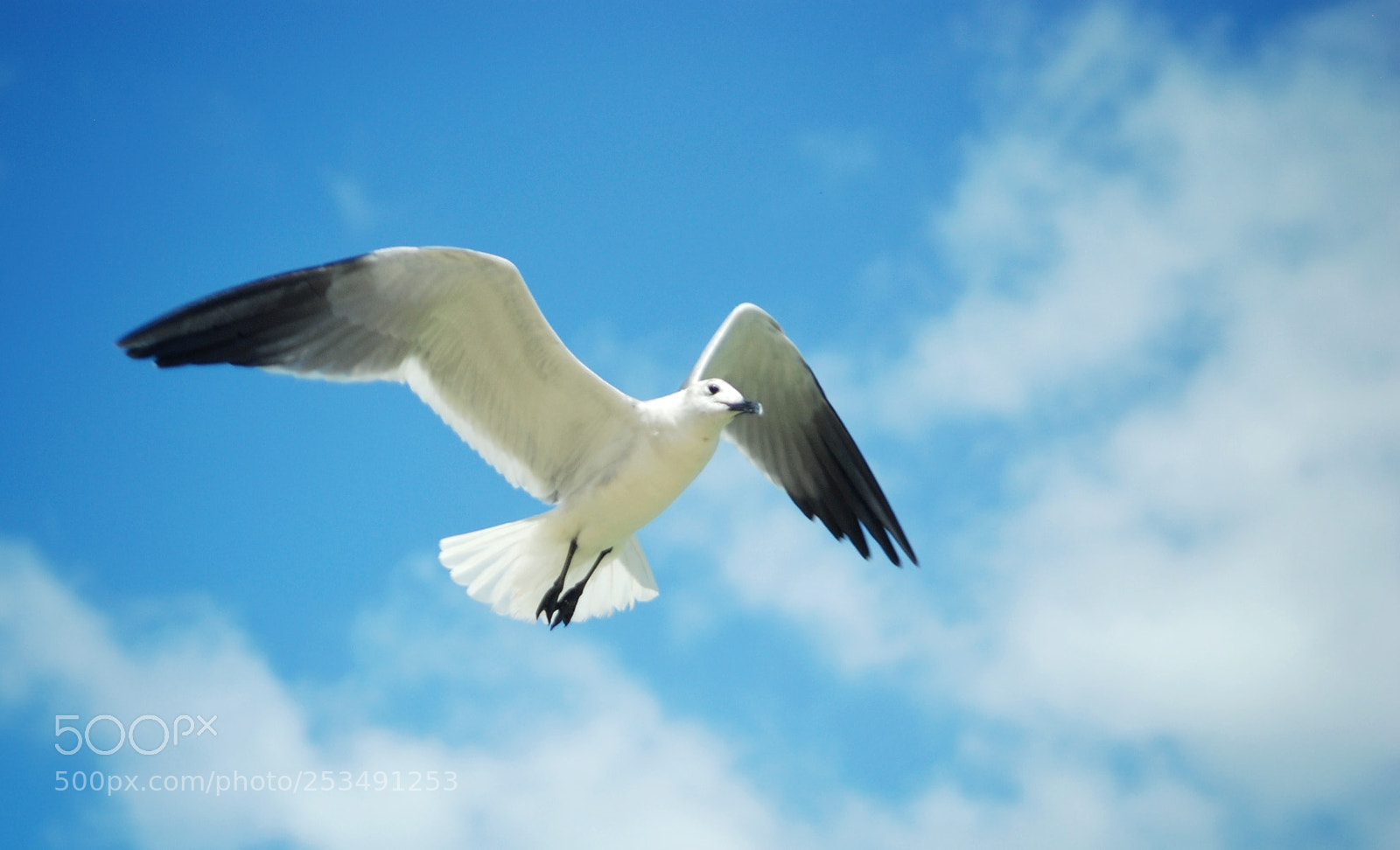 Nikon D80 sample photo. Sky high i fly photography