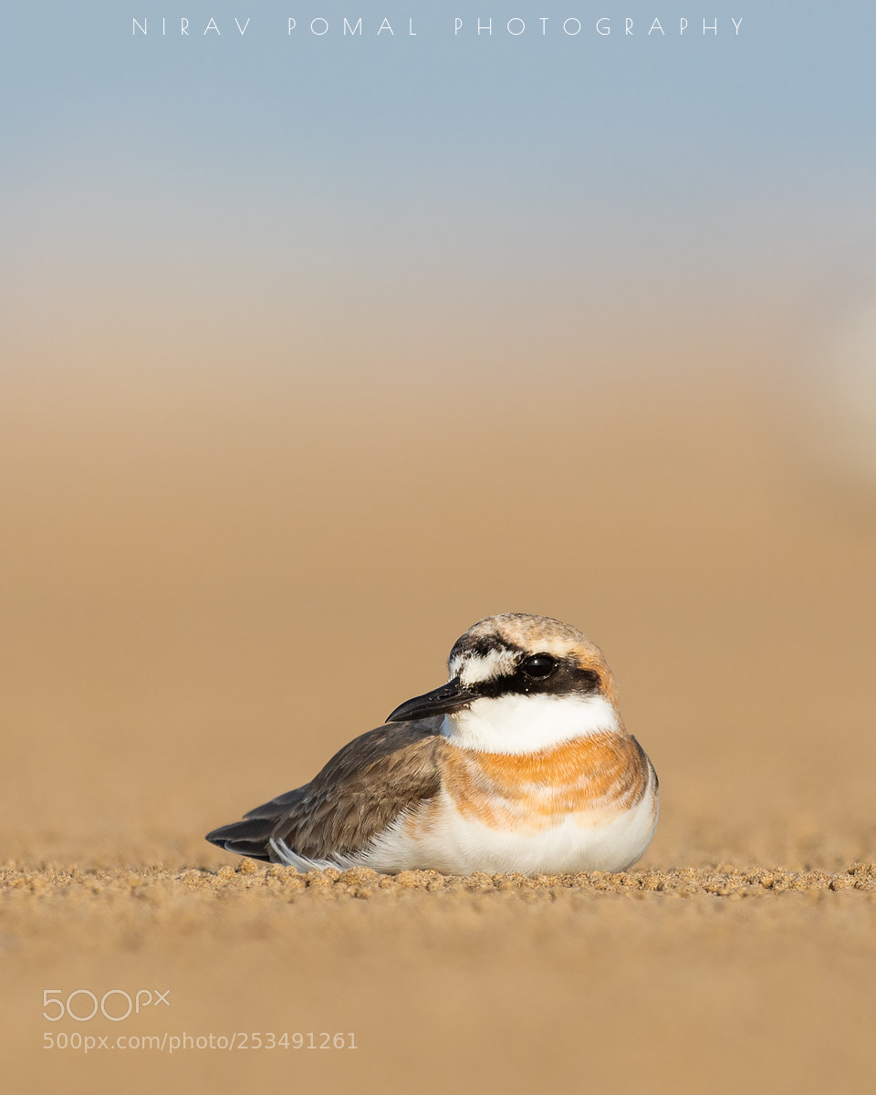 Nikon D500 sample photo. Greater sand plover photography