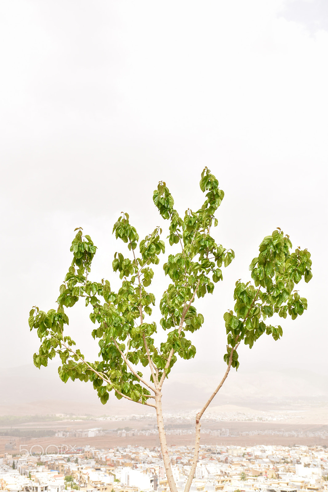 Nikon D5600 sample photo. Tree and city photography