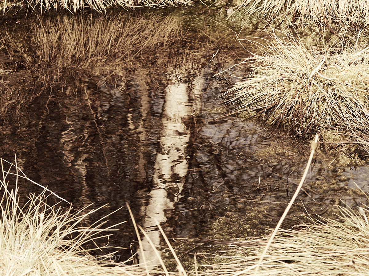 Panasonic Lumix DMC-GX8 sample photo. Life in the moor ... photography