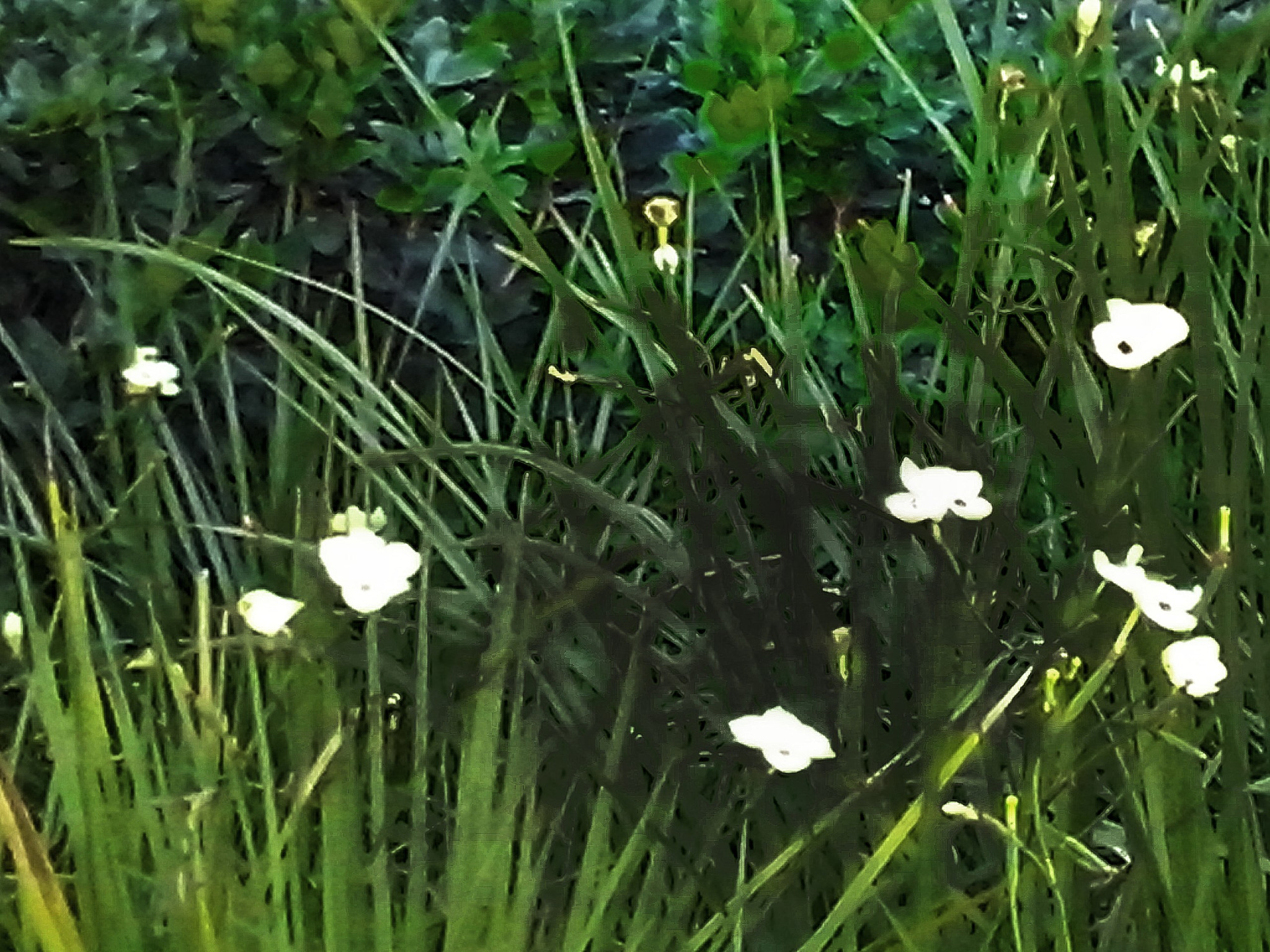 LG OPTIMUS L5 II sample photo. Unas flores comunes photography