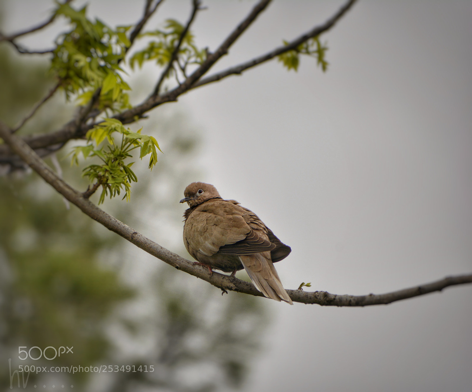 Nikon D7100 sample photo. Morning nap photography