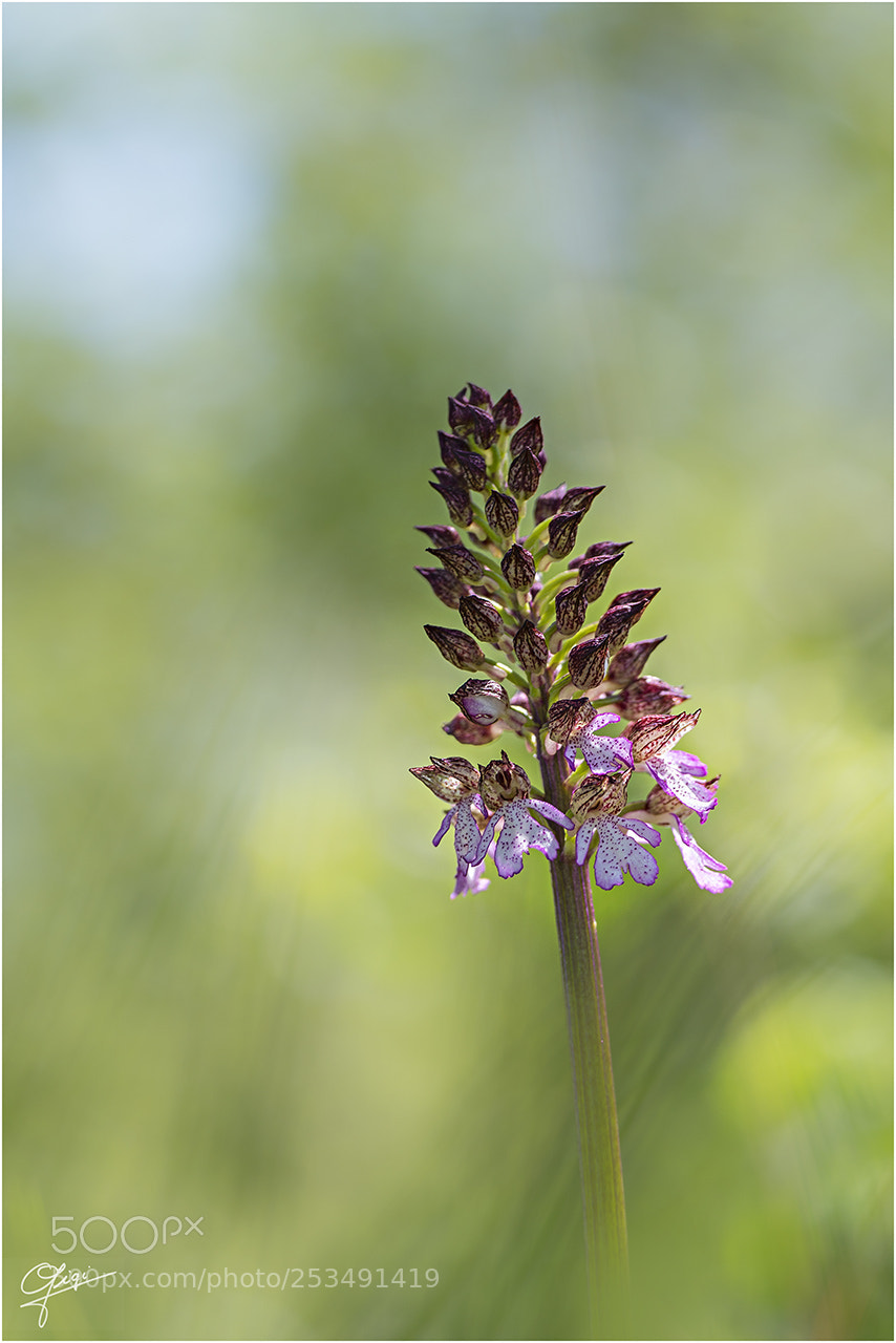 Nikon D610 sample photo. Orchis purpurea photography