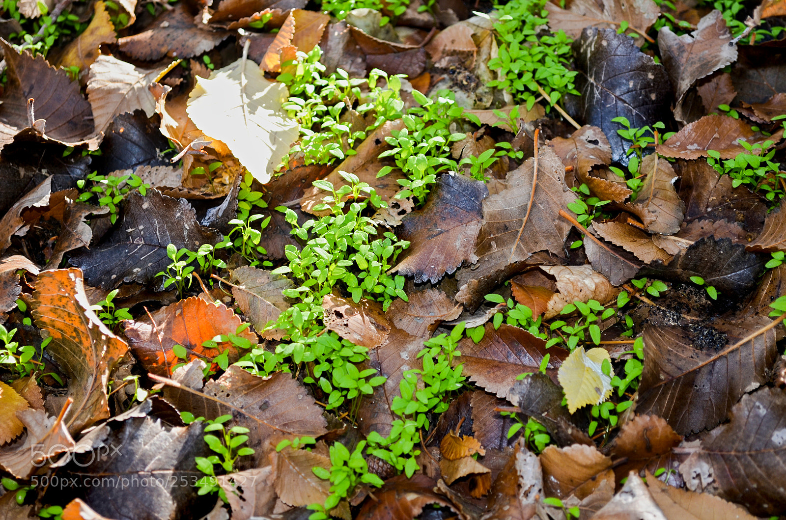 Nikon D5100 sample photo. Macro photography