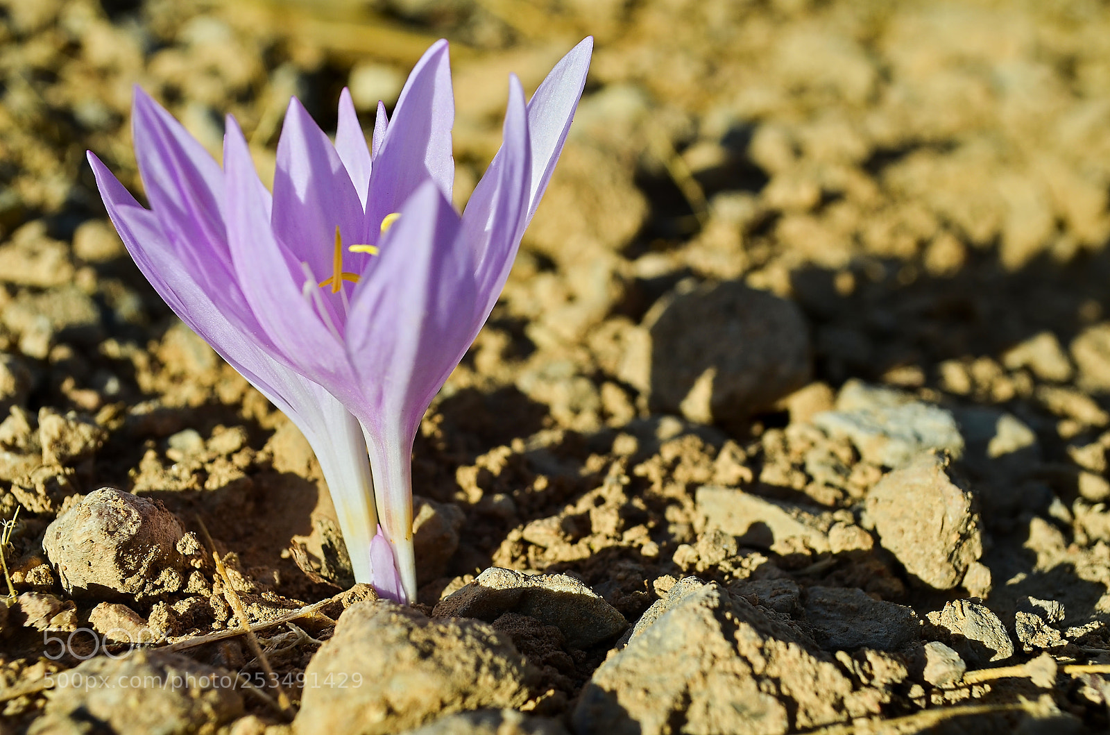 Nikon D5100 sample photo. Macro photography