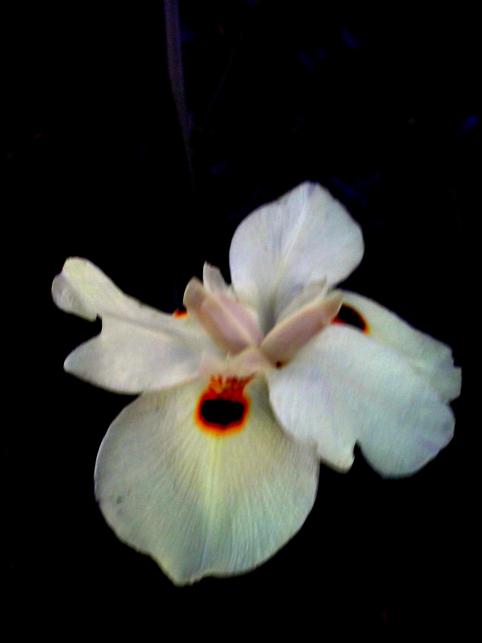 LG OPTIMUS L5 II sample photo. ~ photography