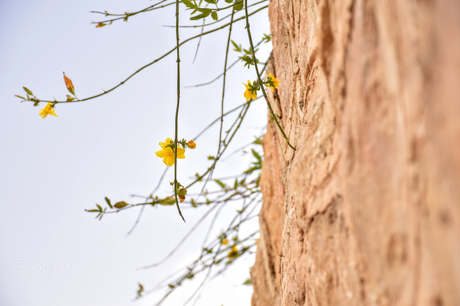 Nikon D5600 sample photo. Wall and flower photography