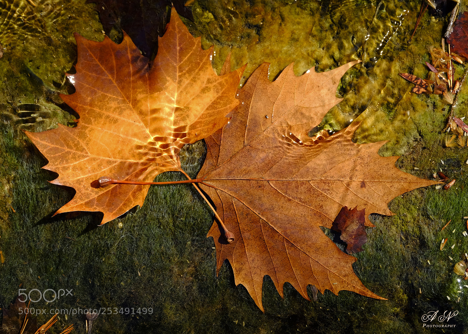 Fujifilm X-T10 sample photo. Hoja de arce bajo photography