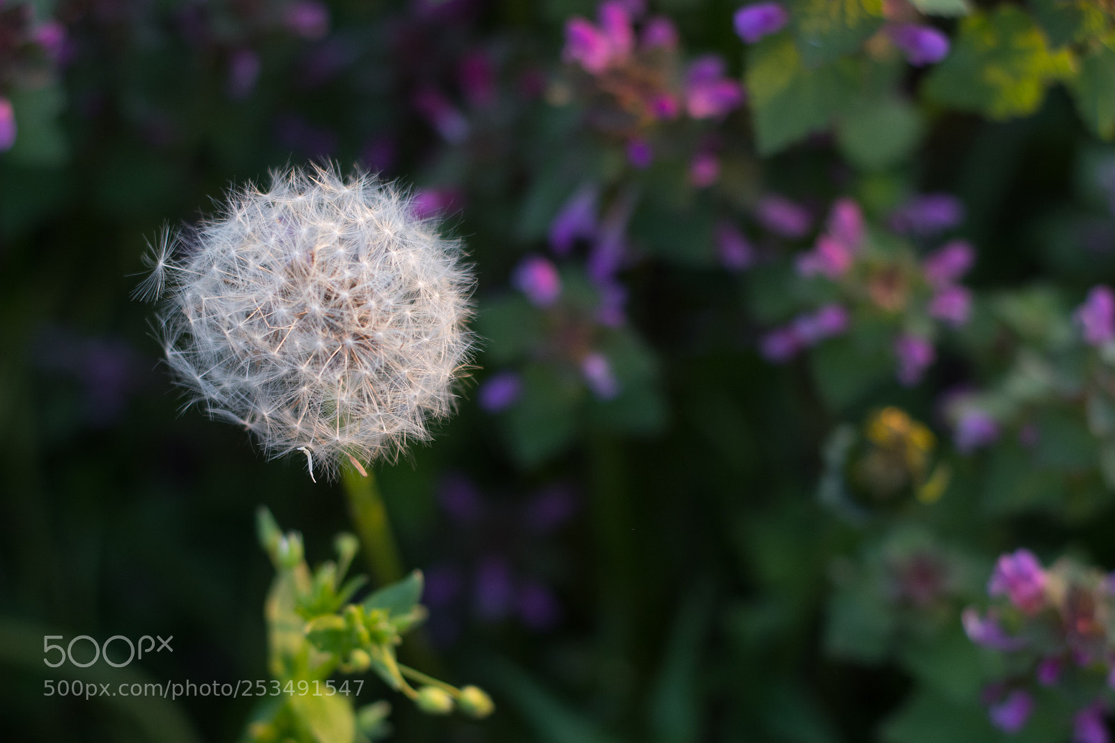 Nikon D7500 sample photo. Dandelion photography