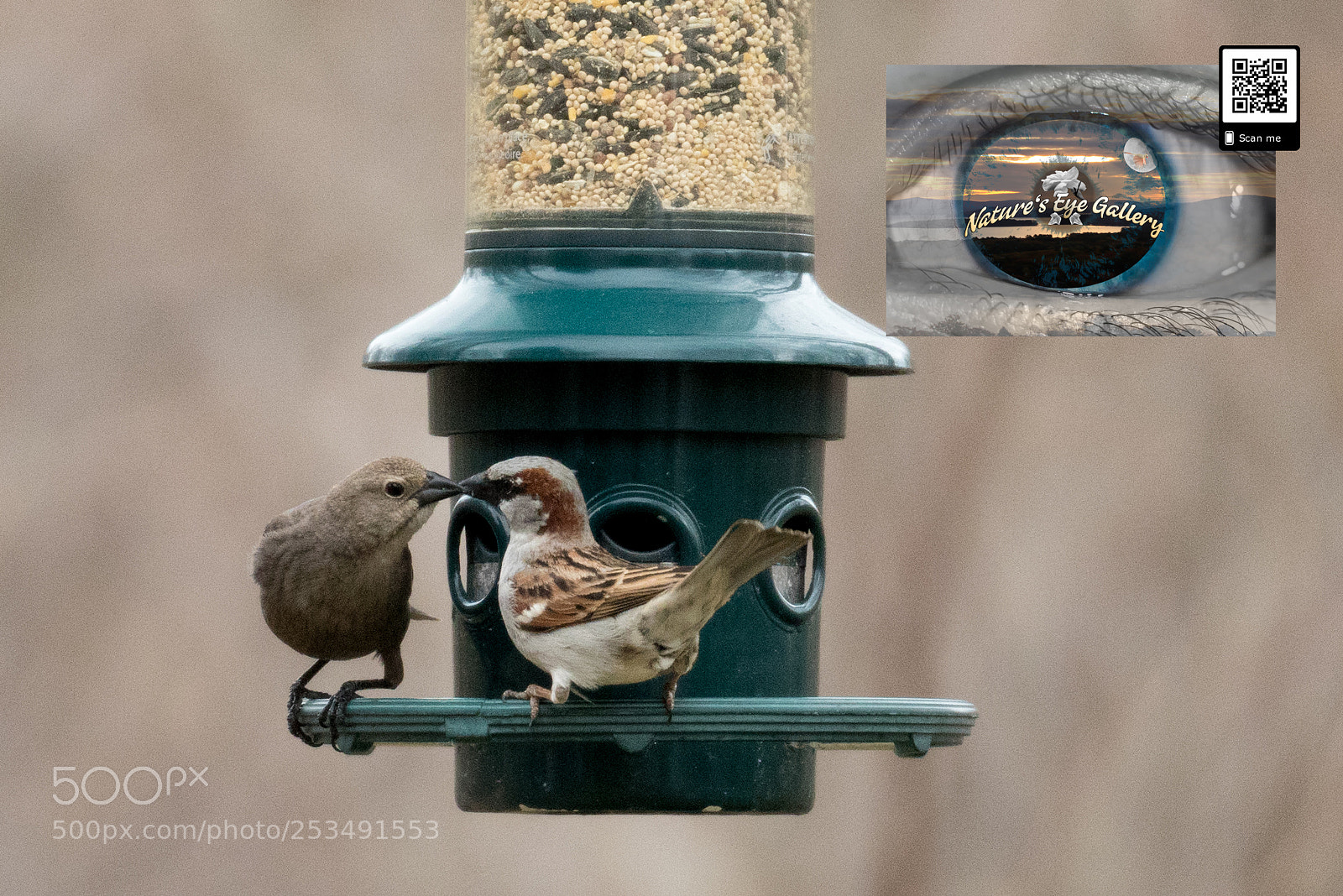 Canon EOS 5D Mark IV sample photo. Kissing sparrows photography