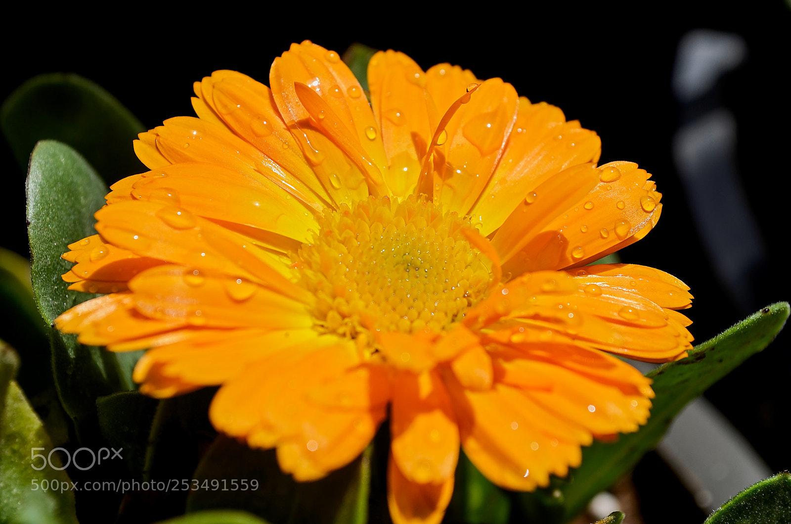 Nikon D5100 sample photo. Macro photography