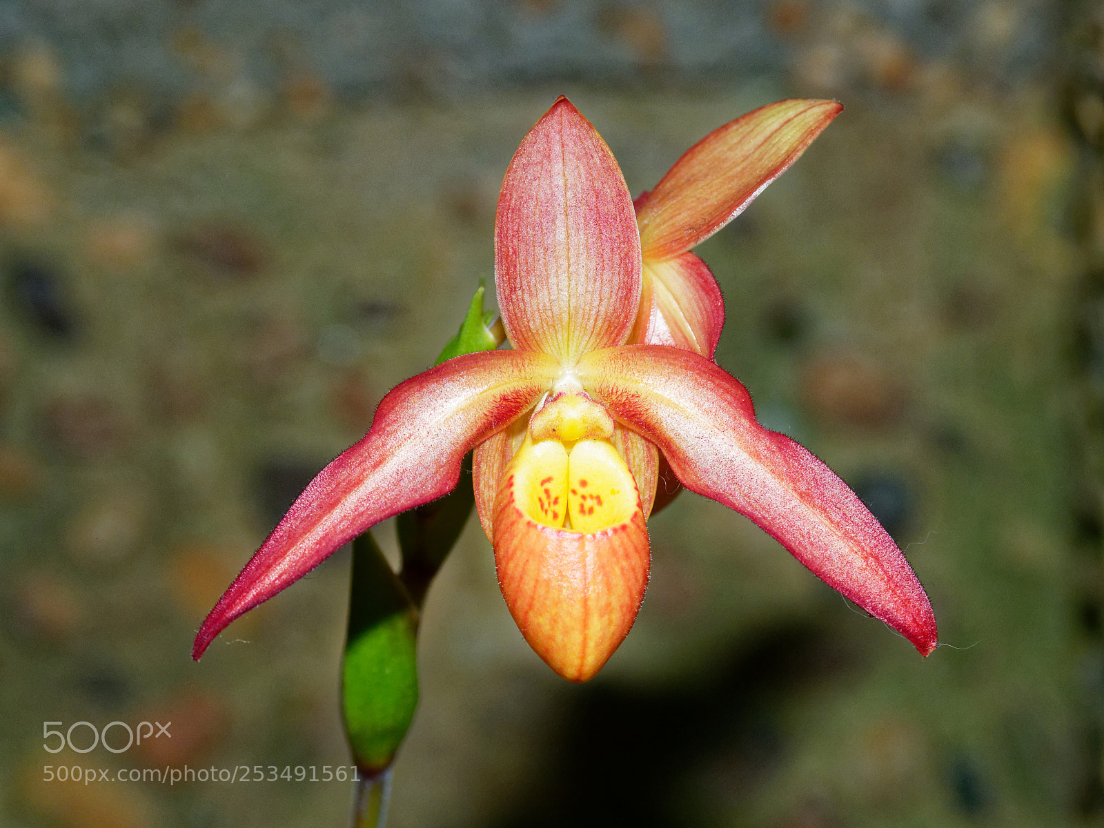 Olympus OM-D E-M1 Mark II sample photo. Bright and colorful orchid #1 photography