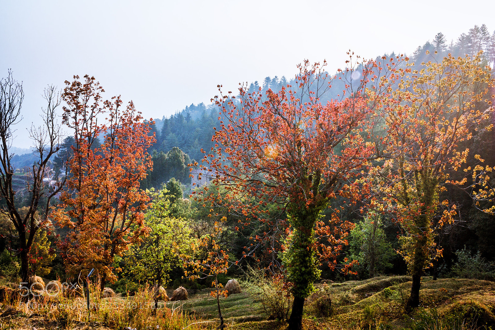 Canon EOS 60D sample photo. When nature thrives photography