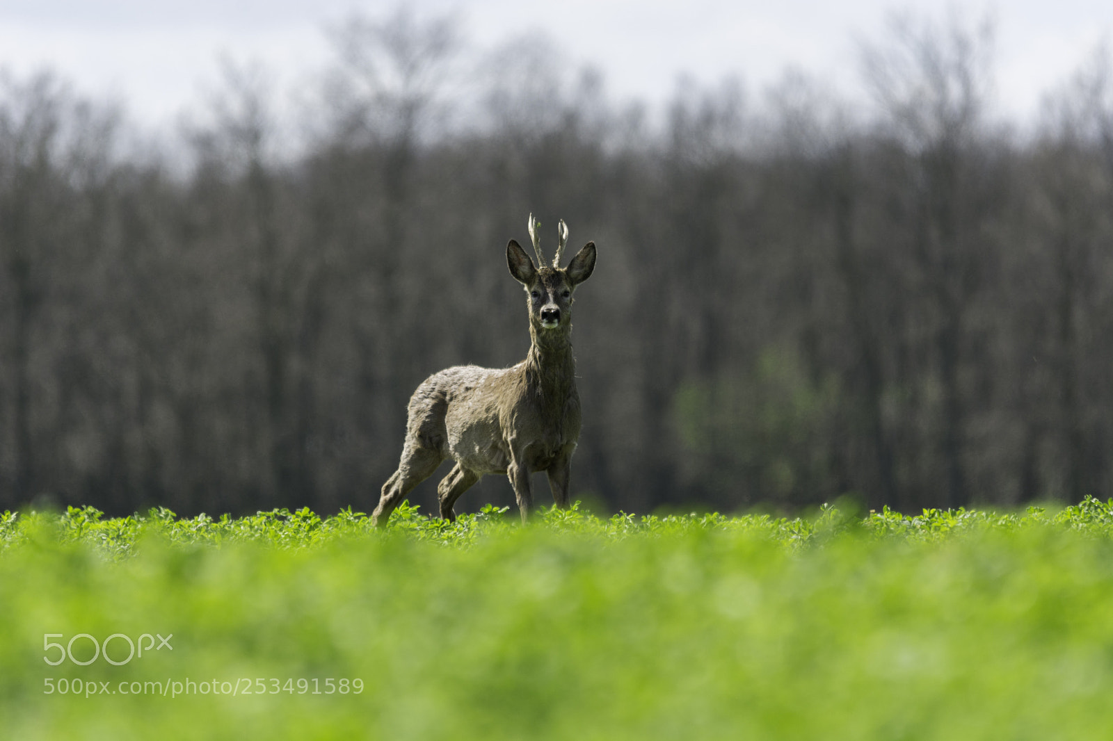 Nikon D7100 sample photo. Capreolus photography