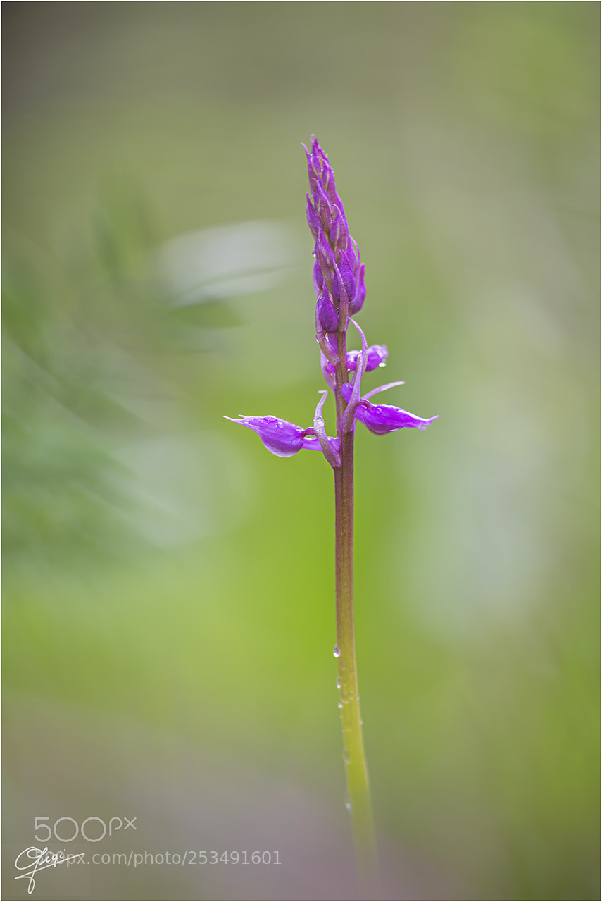 Nikon D610 sample photo. Orchis mascula photography