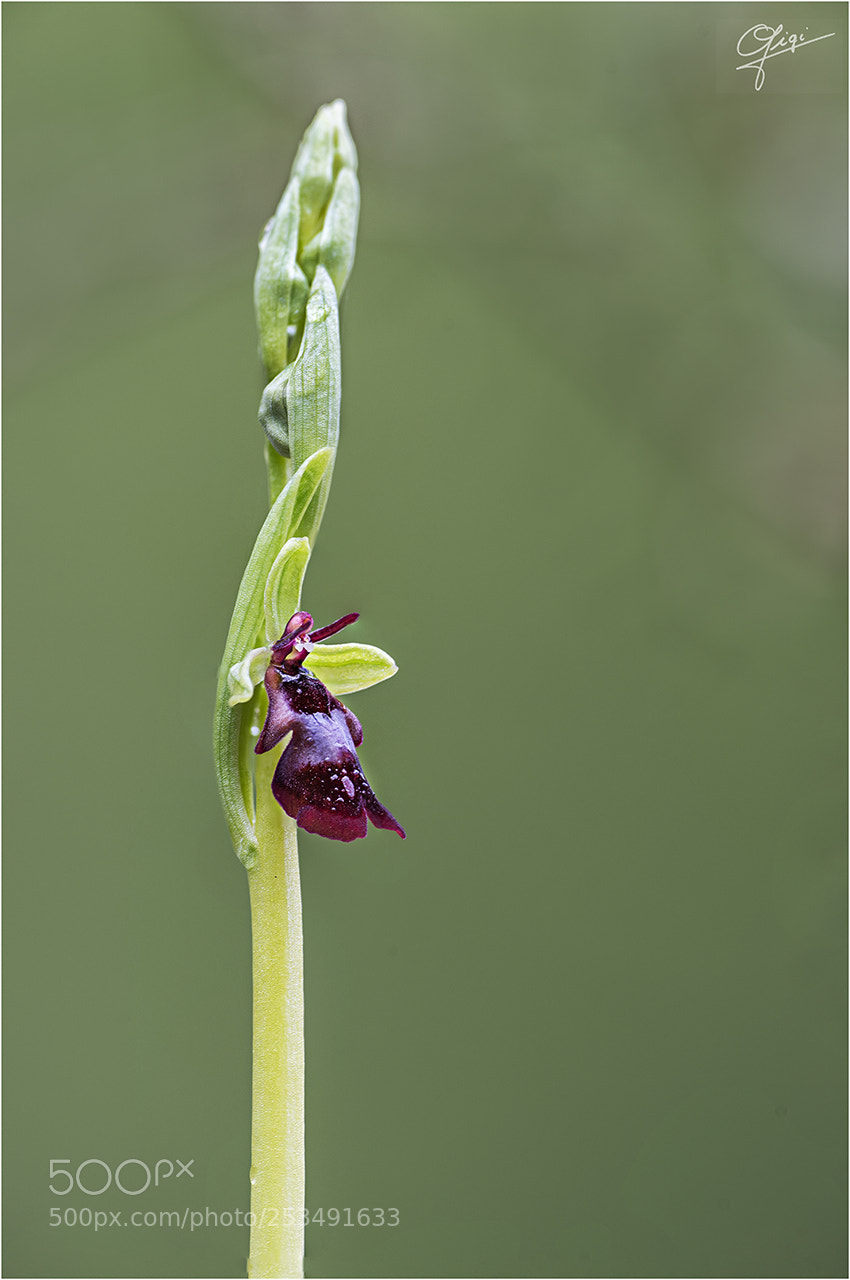 Nikon D610 sample photo. Ophrys insectifera photography
