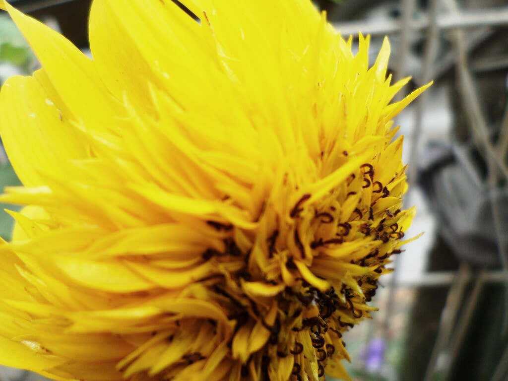 Samsung ST72/ST73 sample photo. Girasol photography