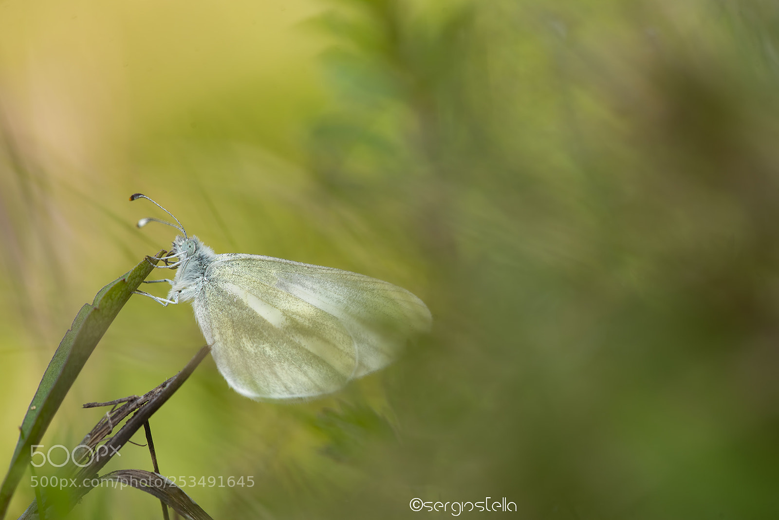 Nikon D610 sample photo. Leptidea sinapis___ photography
