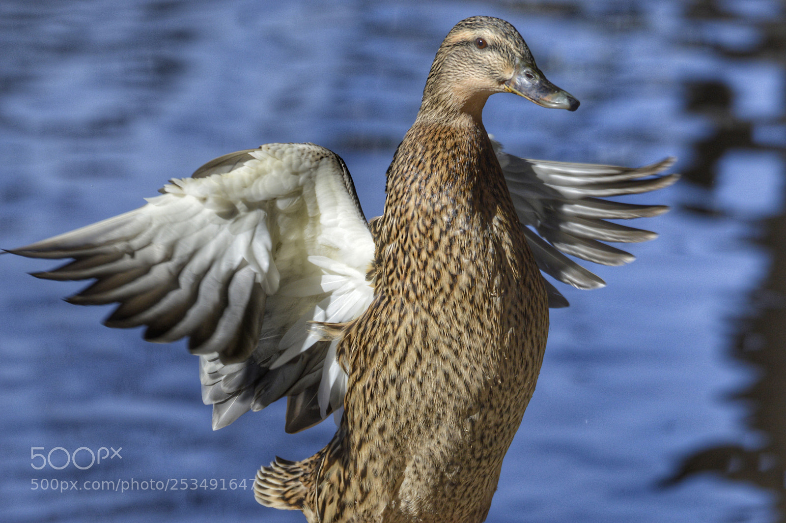 Nikon D3200 sample photo. Mallard duck 2 photography