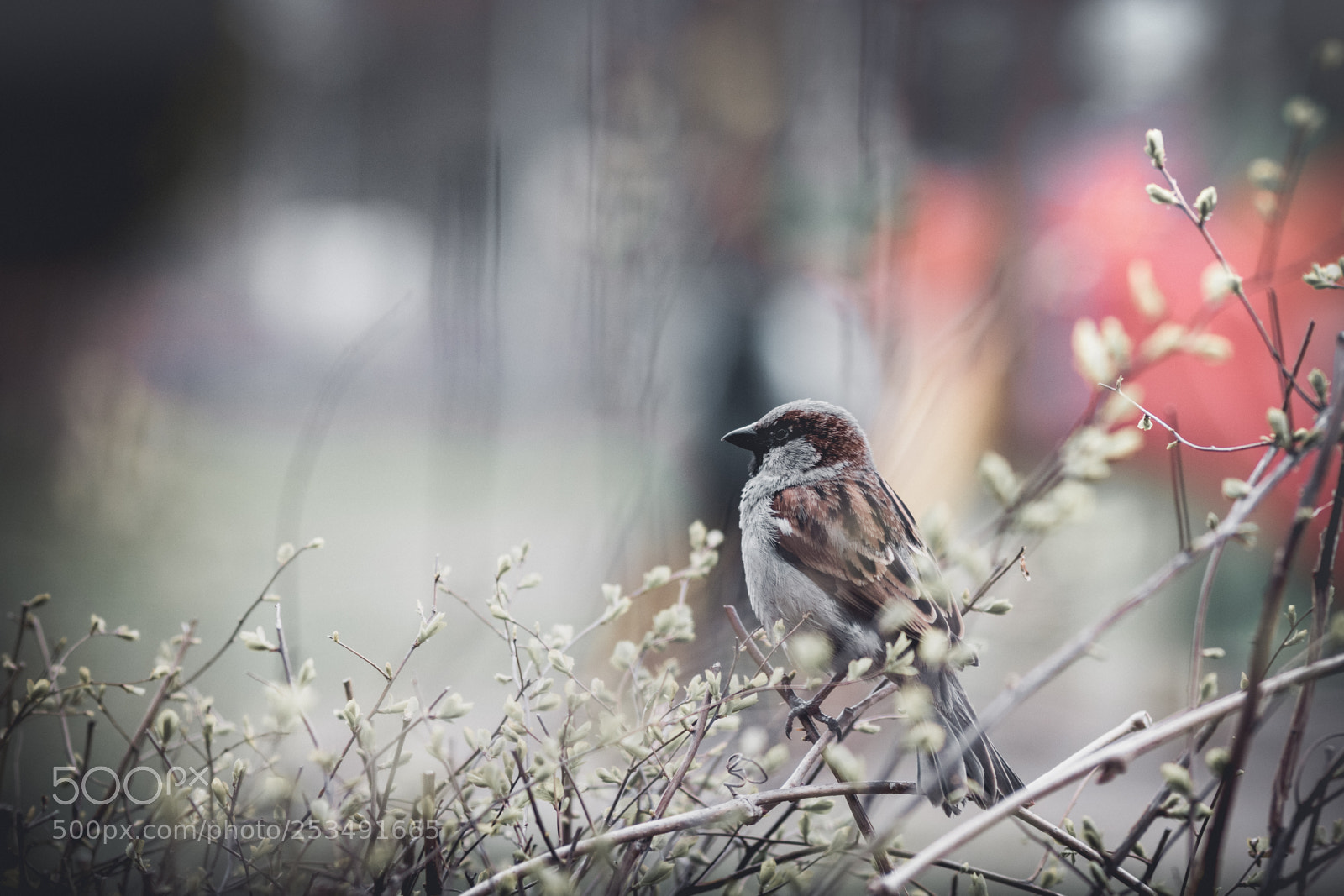 Canon EOS 750D (EOS Rebel T6i / EOS Kiss X8i) sample photo. A sparrow (ii) photography
