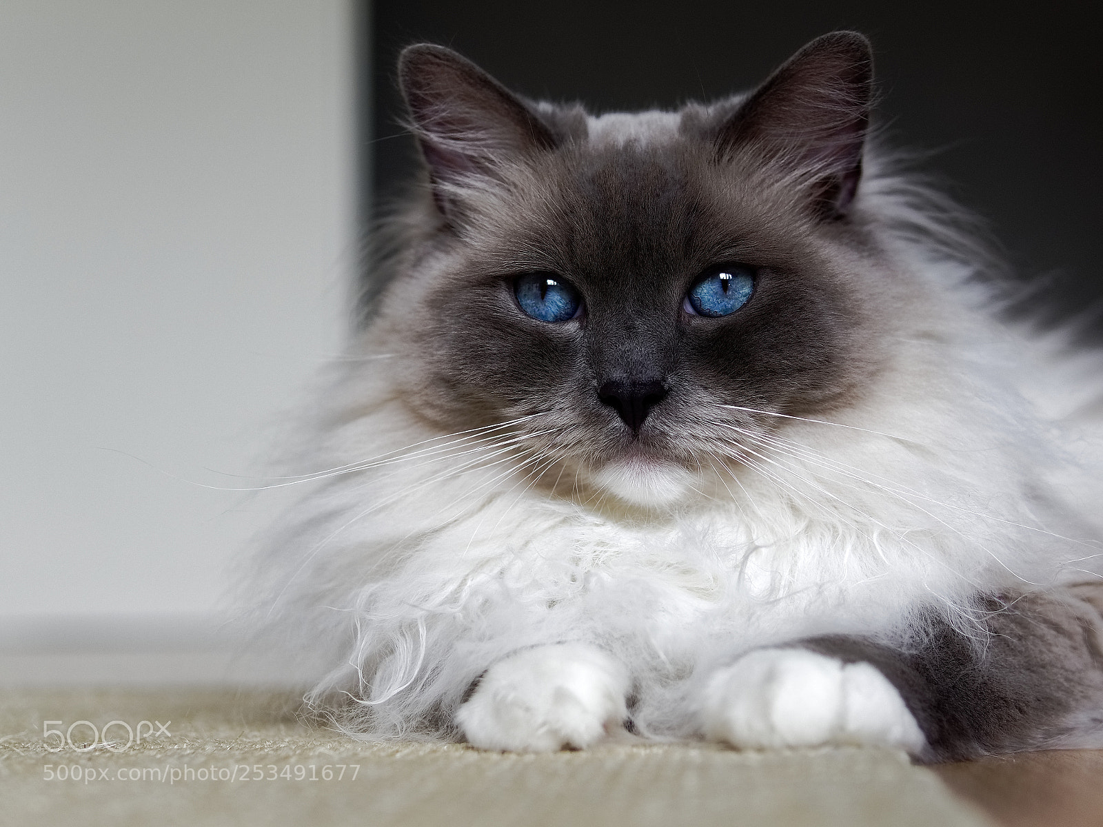 Olympus OM-D E-M5 II sample photo. Luke photography