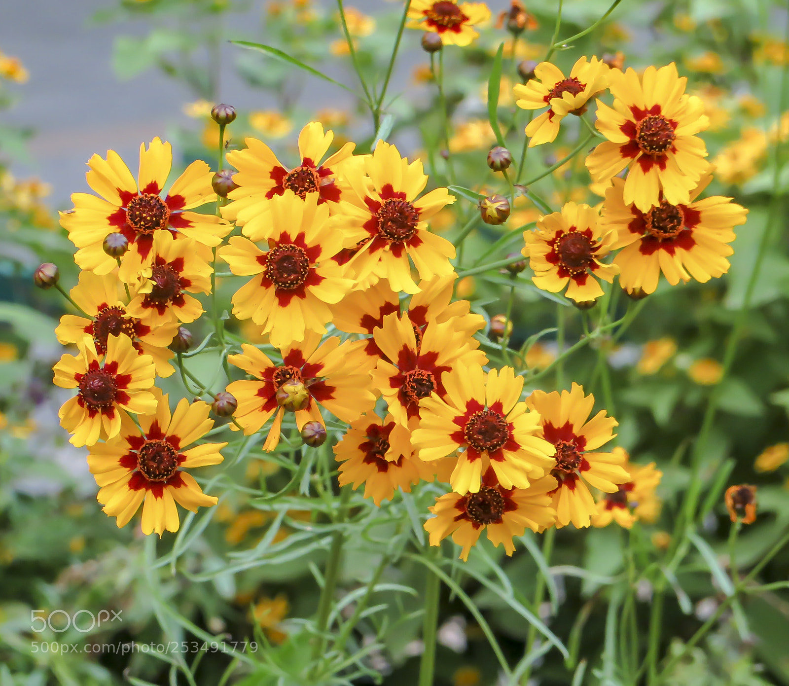 Canon PowerShot SX240 HS sample photo. 小黄菊 photography