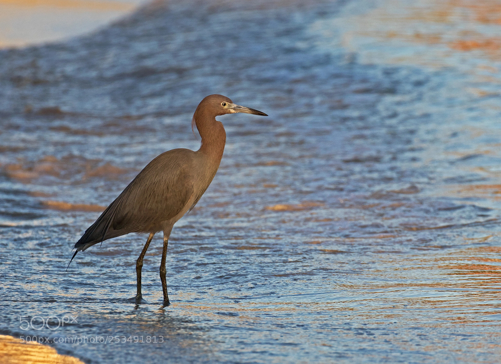Canon EOS 80D sample photo. Little blue heron photography