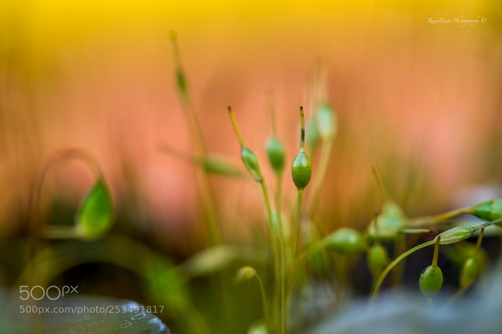 Canon EOS 7D sample photo. Fairydream photography