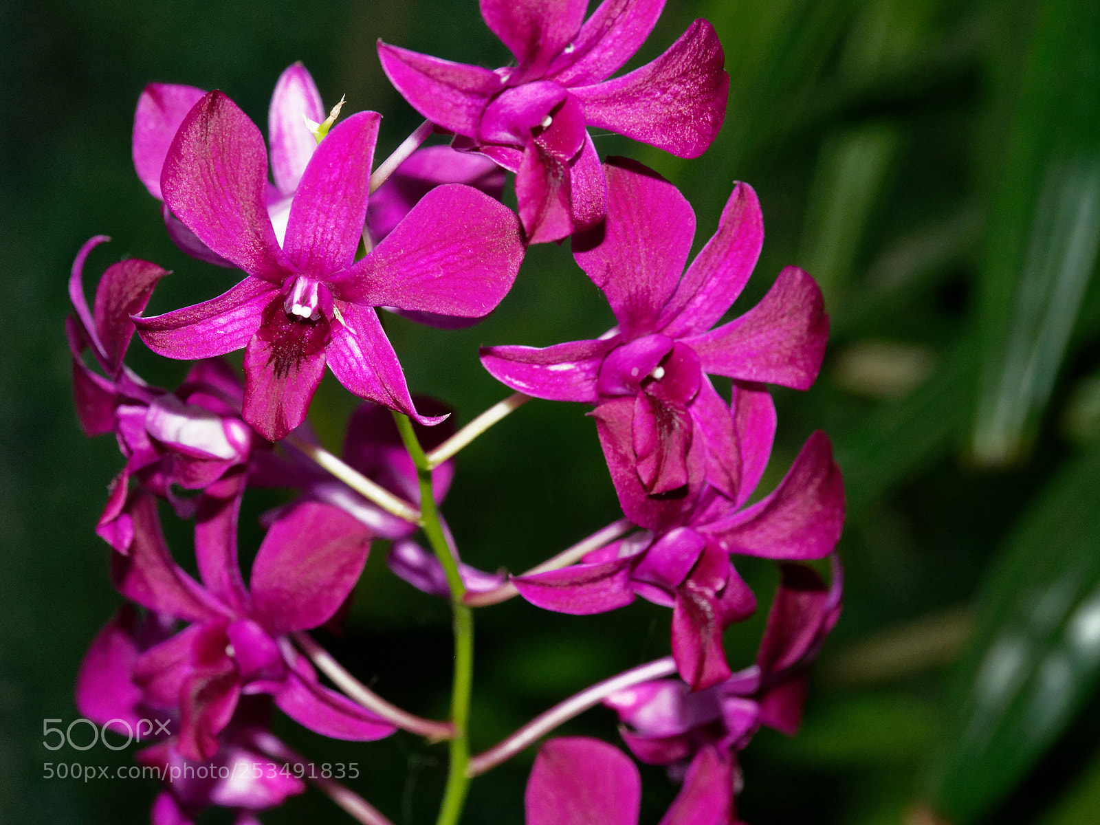 Olympus OM-D E-M1 Mark II sample photo. Bright and colorful pink photography