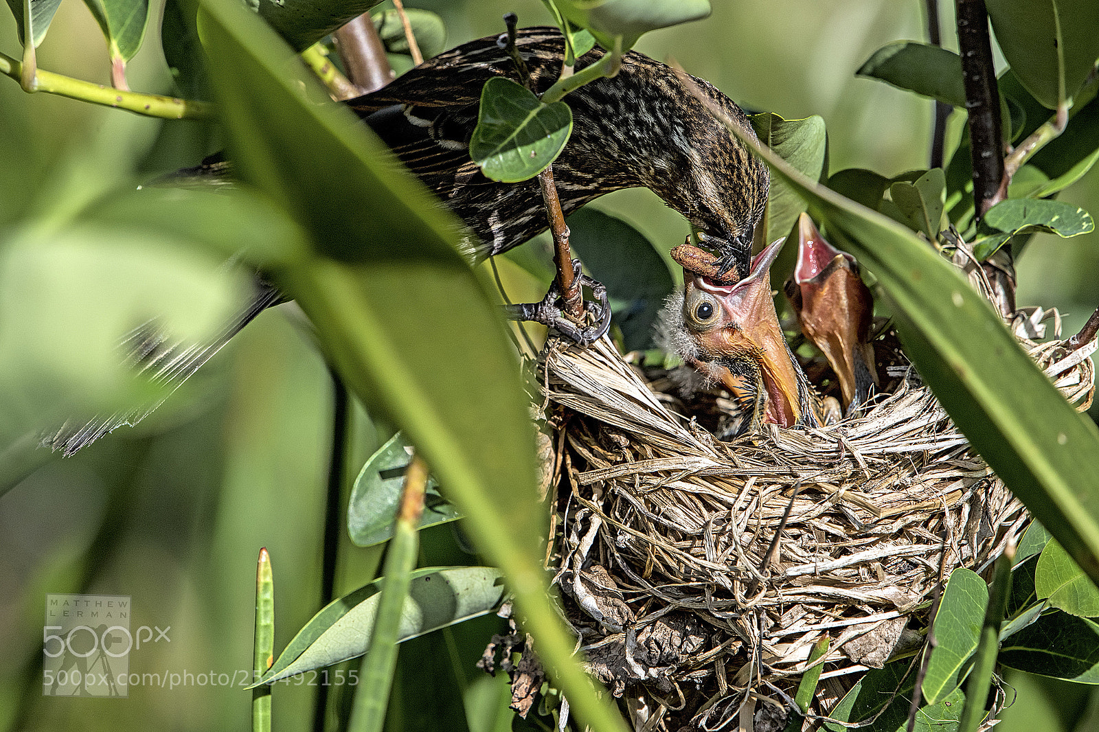 Nikon D810 sample photo. Feeding chicks 1781 photography