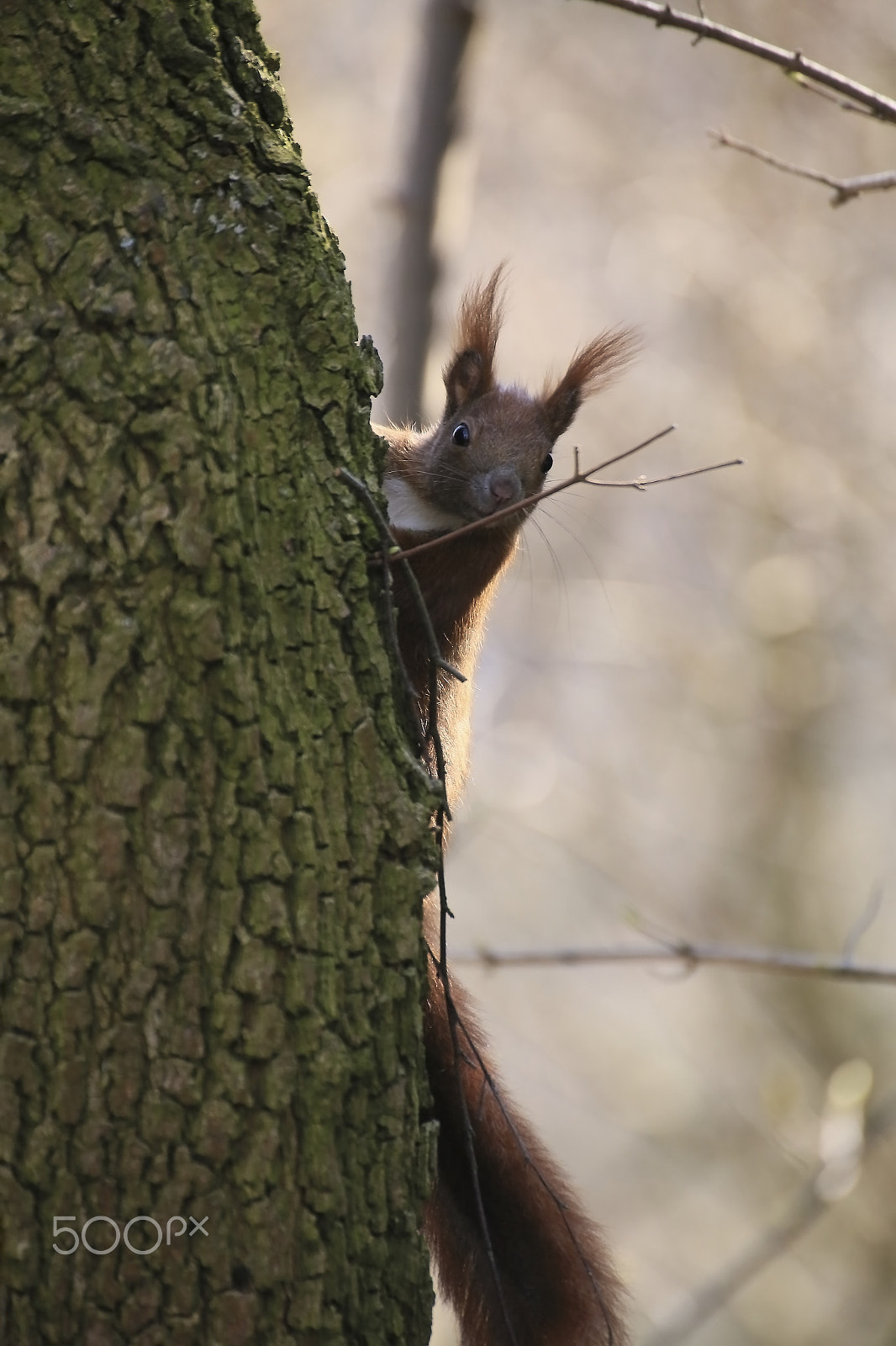 Canon EOS 6D + Tamron SP 35mm F1.8 Di VC USD sample photo. Red squirrel photography