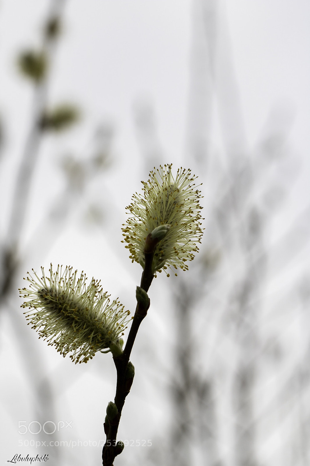 Canon EOS 750D (EOS Rebel T6i / EOS Kiss X8i) sample photo. #printemps  photography