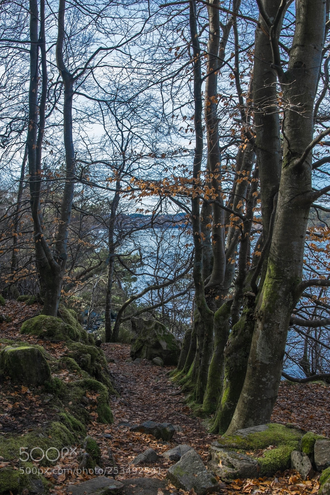 Nikon D5300 sample photo. Forest path photography