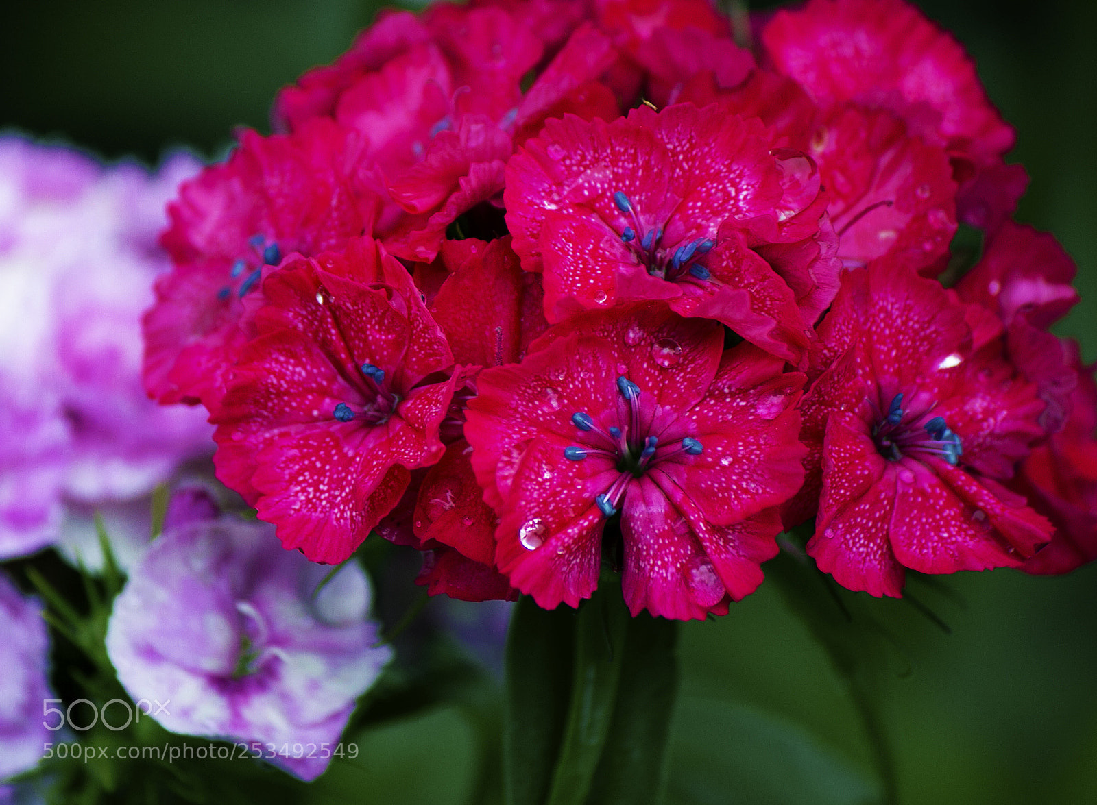 Canon EOS 70D sample photo. Vibrant blooms photography
