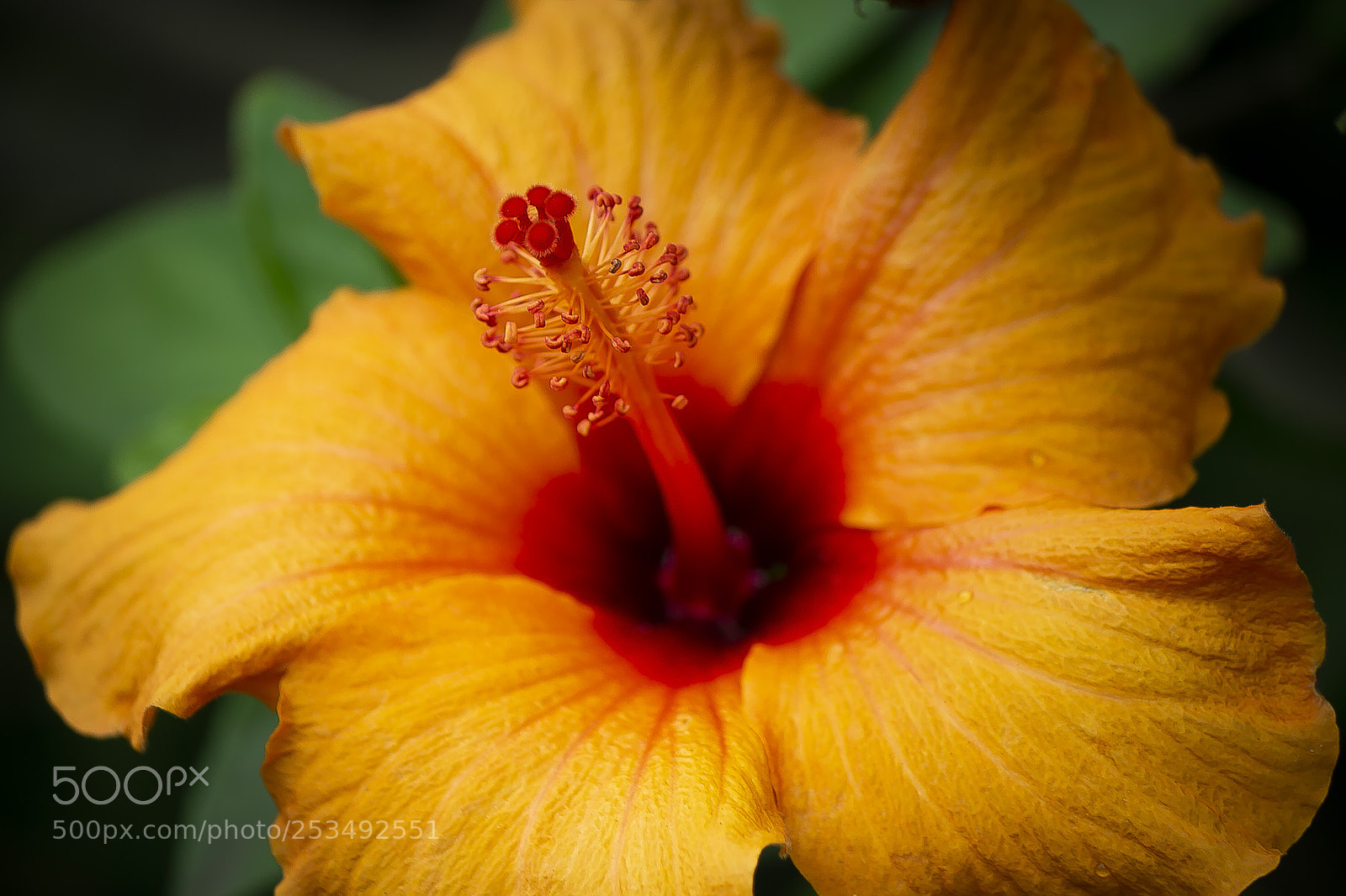 Canon EOS 70D sample photo. Hibiscus photography