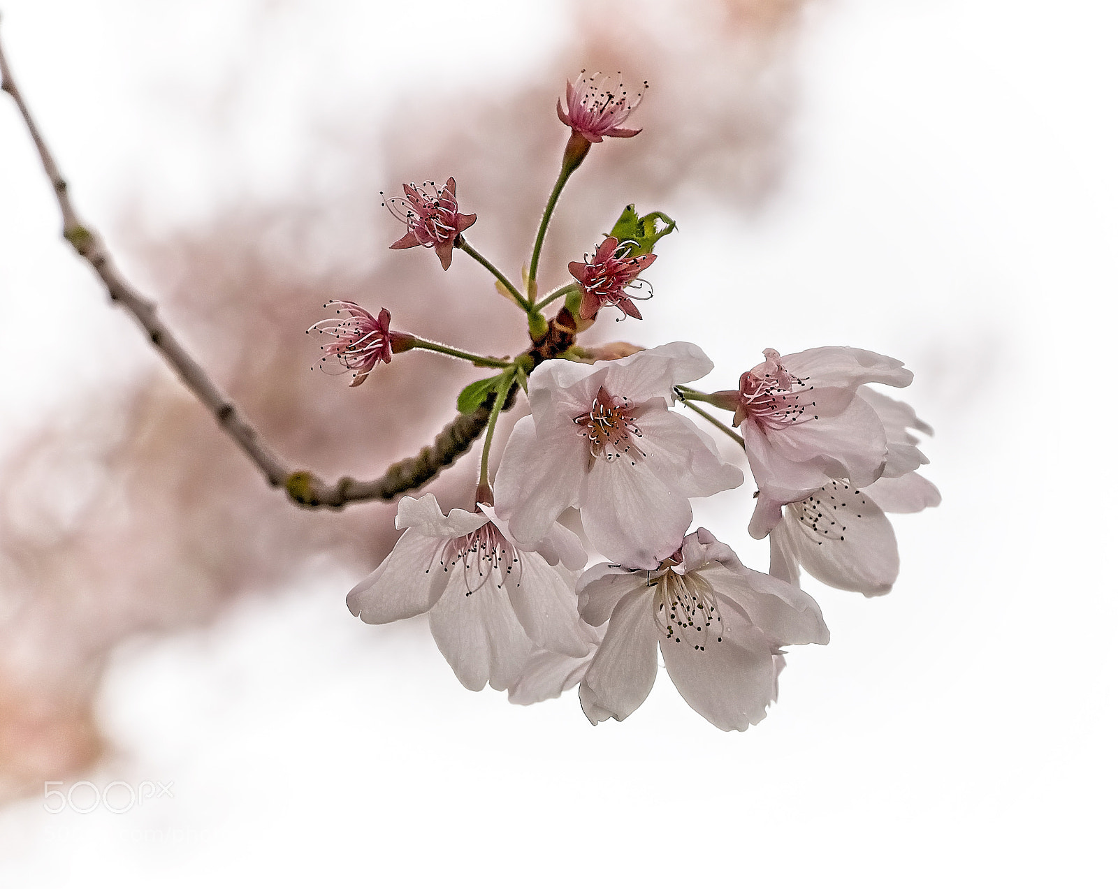 Canon EOS 760D (EOS Rebel T6s / EOS 8000D) sample photo. Spring is here... photography