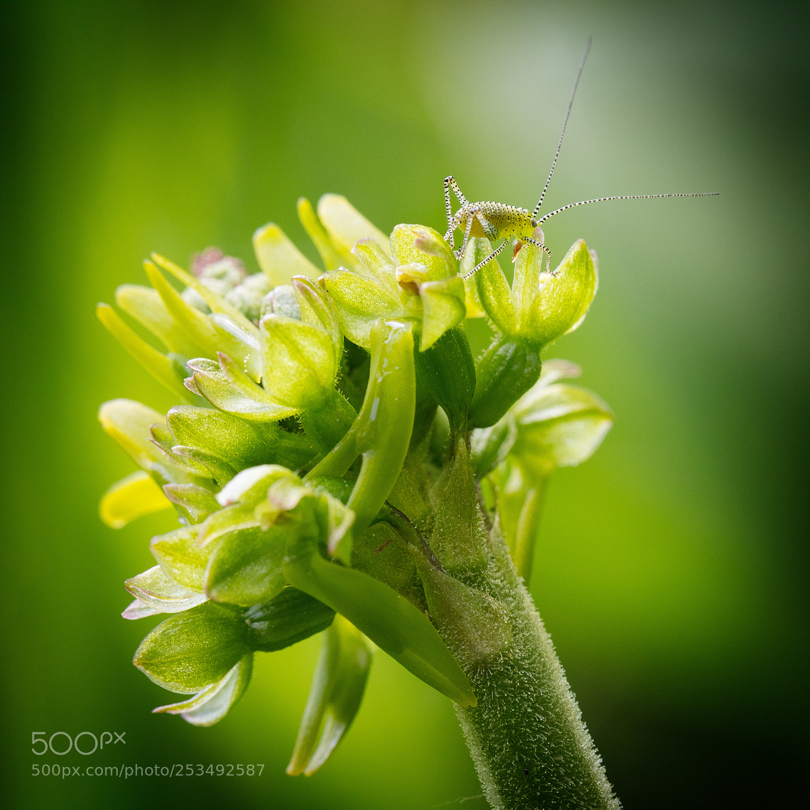 Canon EOS 5DS R sample photo. Grasshopper and neottia ovata photography
