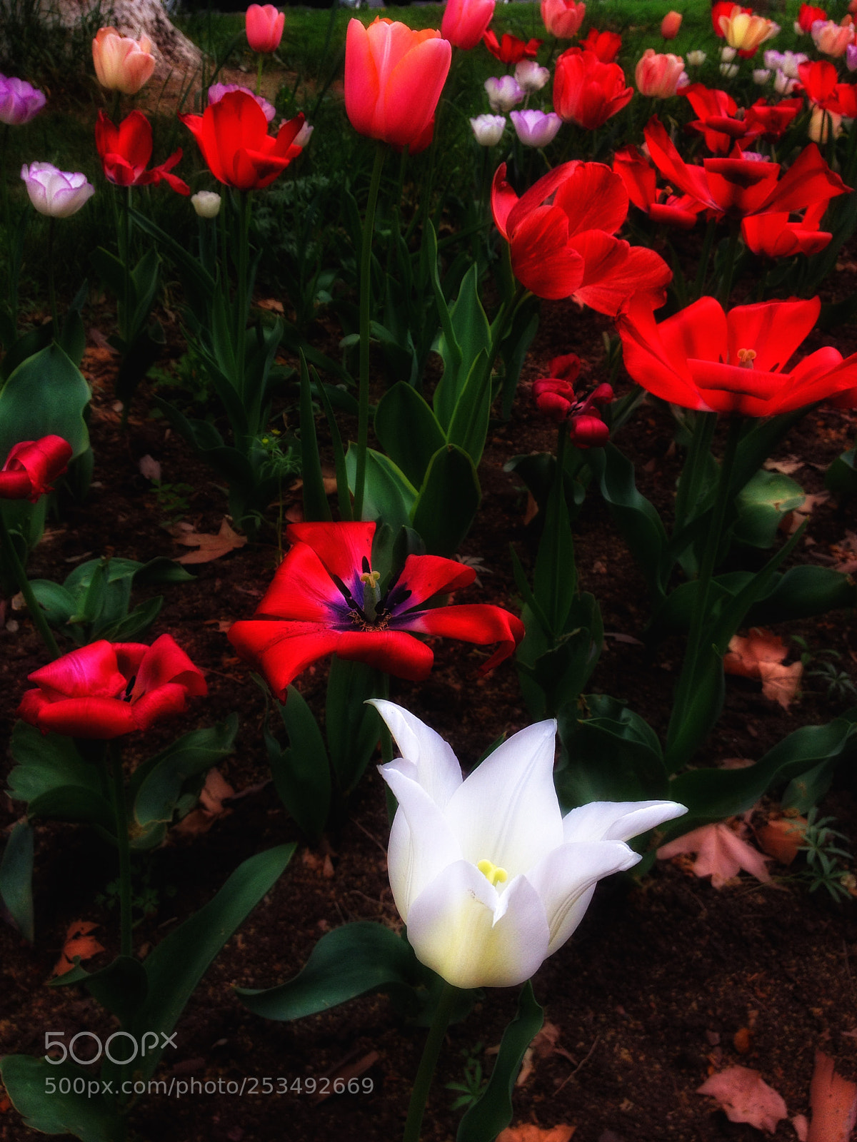Apple iPhone 4S sample photo. White photography