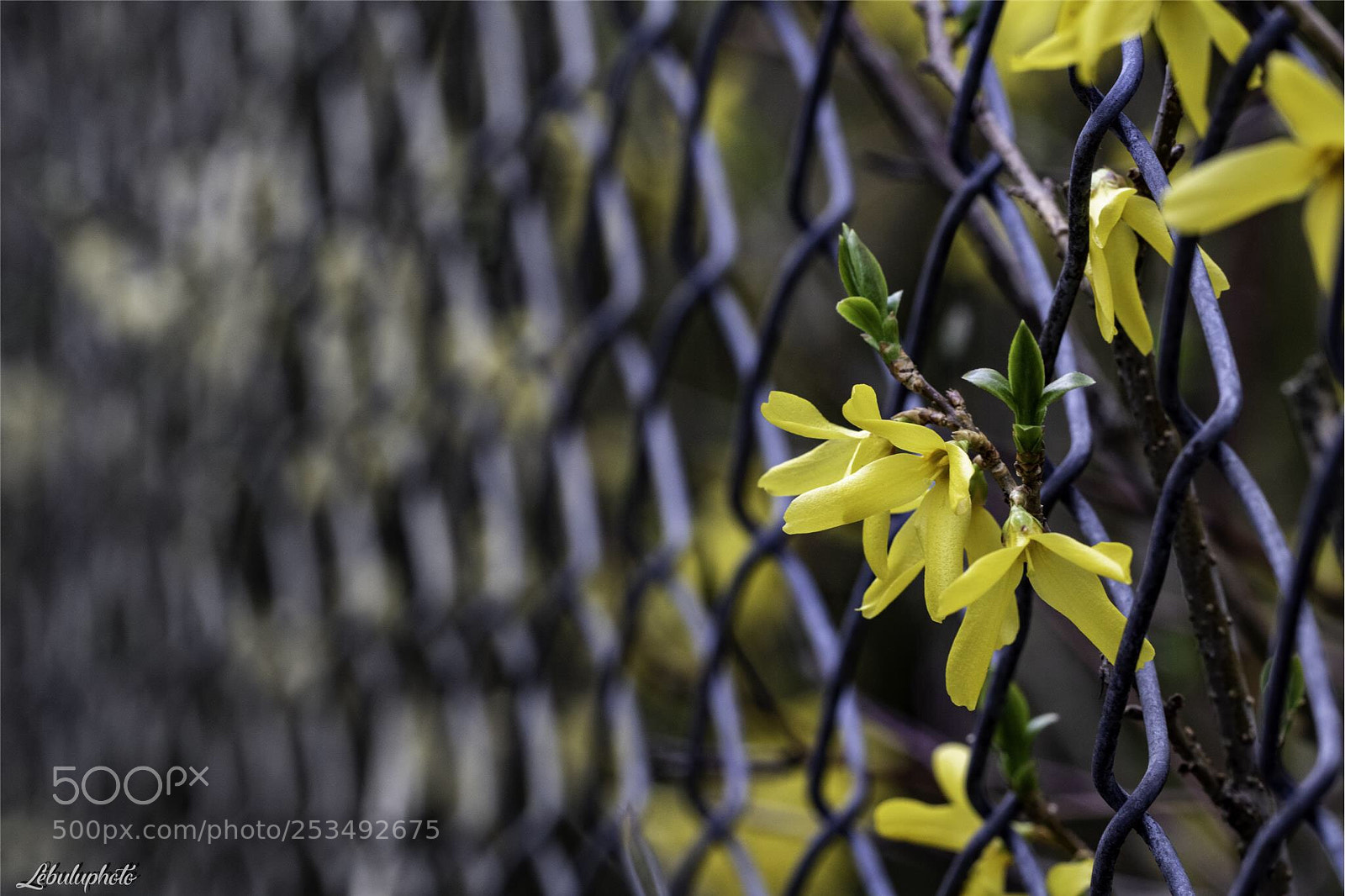 Canon EOS 750D (EOS Rebel T6i / EOS Kiss X8i) sample photo. #printemps  photography