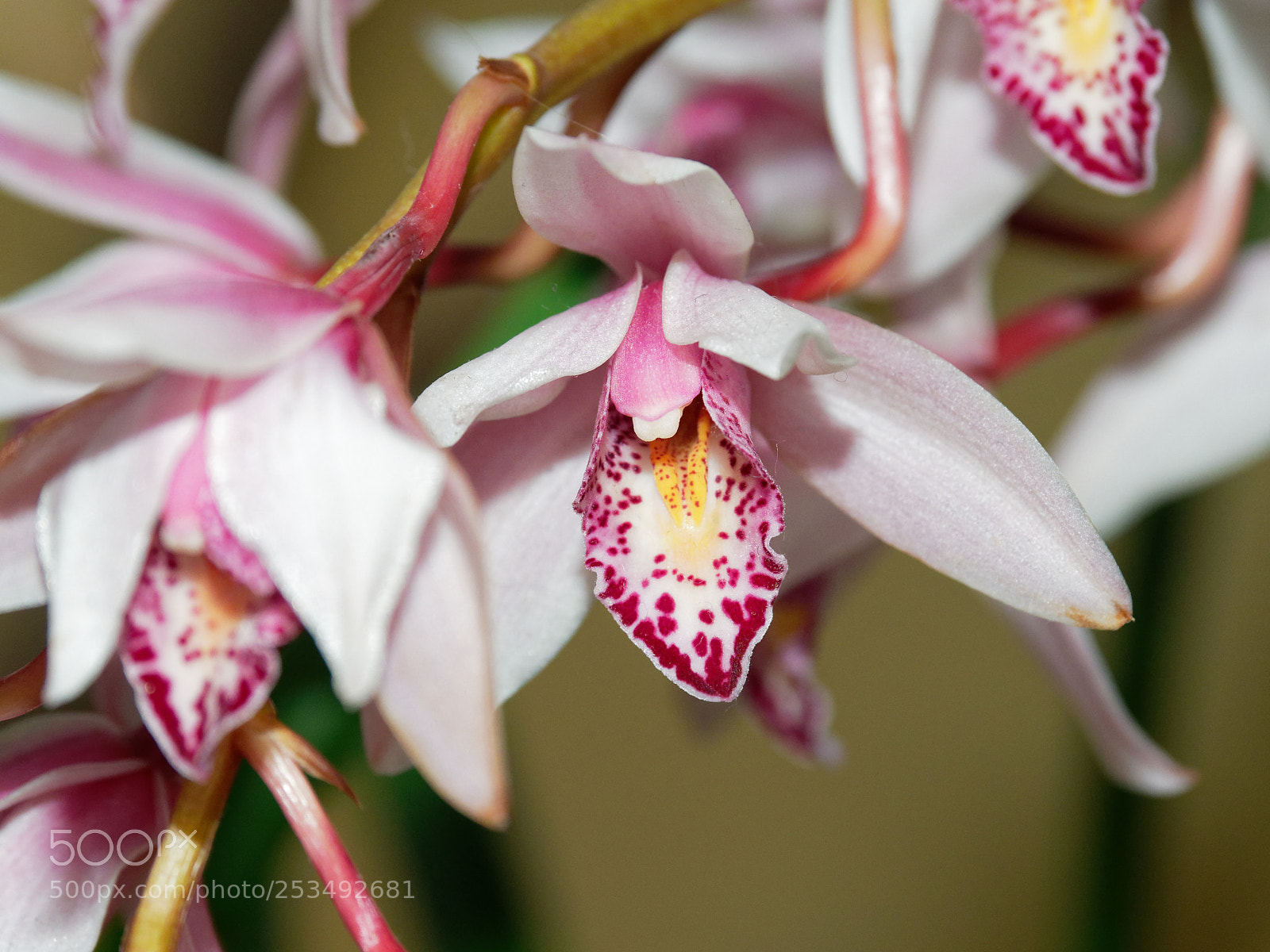 Olympus OM-D E-M1 Mark II sample photo. Bright and colorful orchid photography