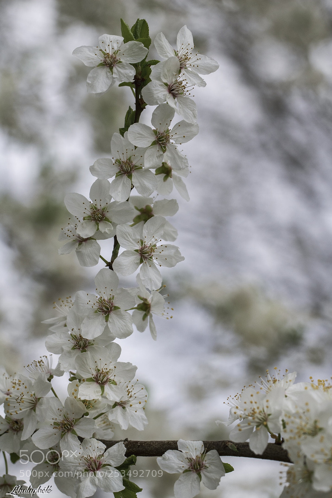 Canon EOS 750D (EOS Rebel T6i / EOS Kiss X8i) sample photo. #printemps  photography