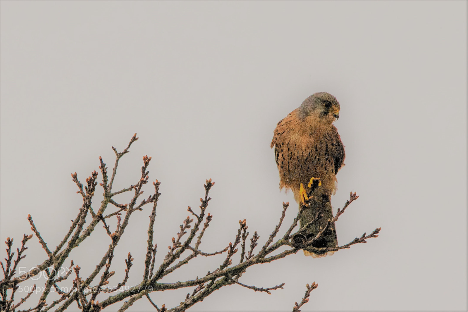 Nikon D3300 sample photo. Kestrel photography