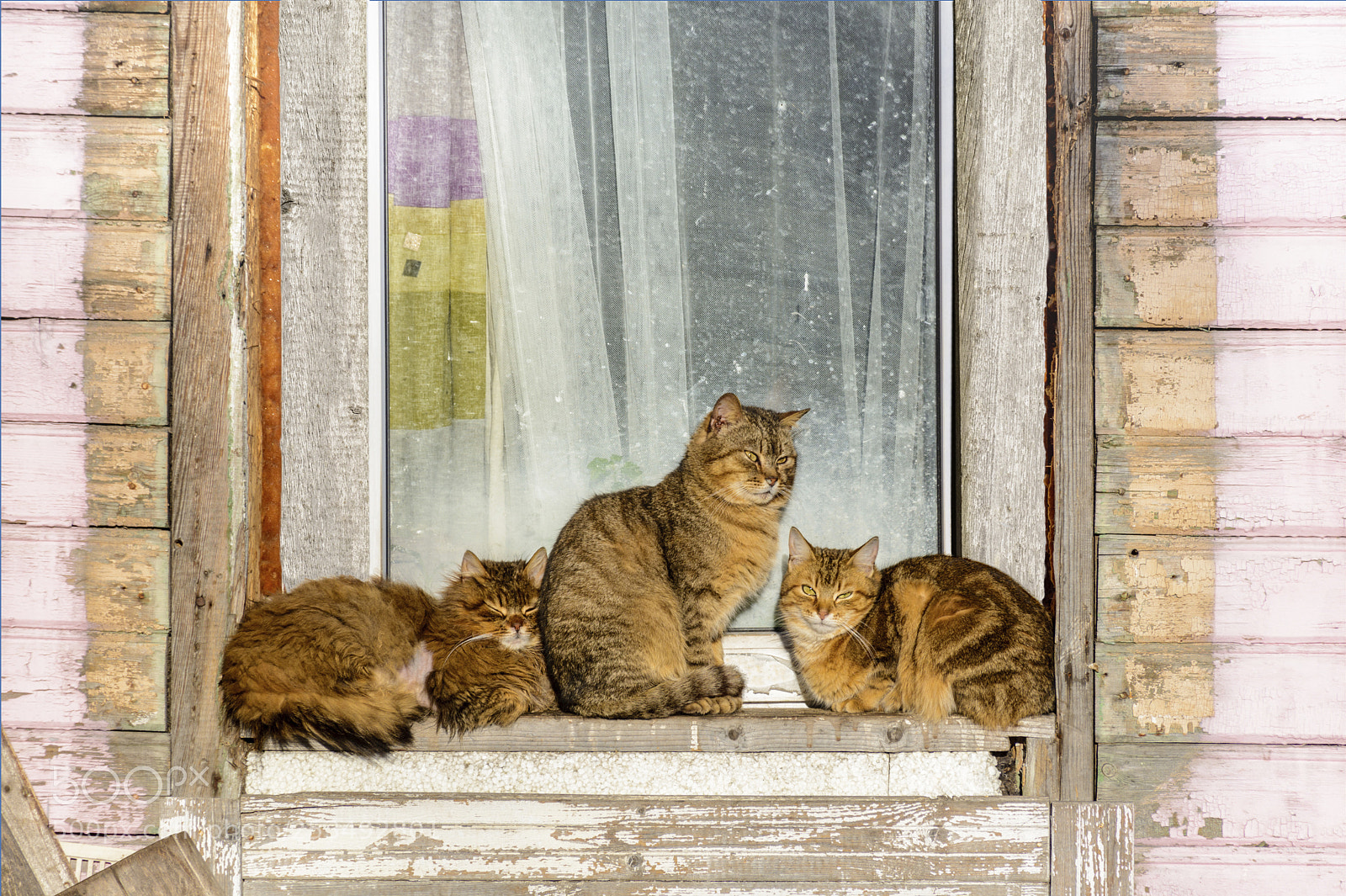 Nikon D7100 sample photo. Spring. the sick homeless photography