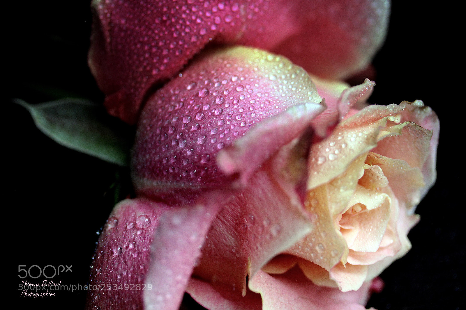 Canon EOS 600D (Rebel EOS T3i / EOS Kiss X5) sample photo. Rose sous la pluie photography