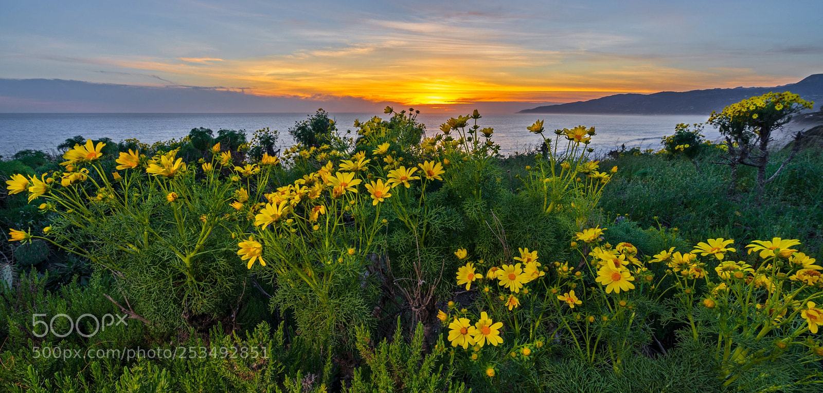 Sony a7 sample photo. Wildflowers sunset photography