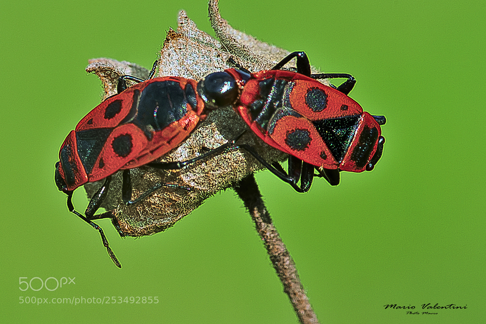 Nikon D700 sample photo. Pyrrhocoris apterus. photography