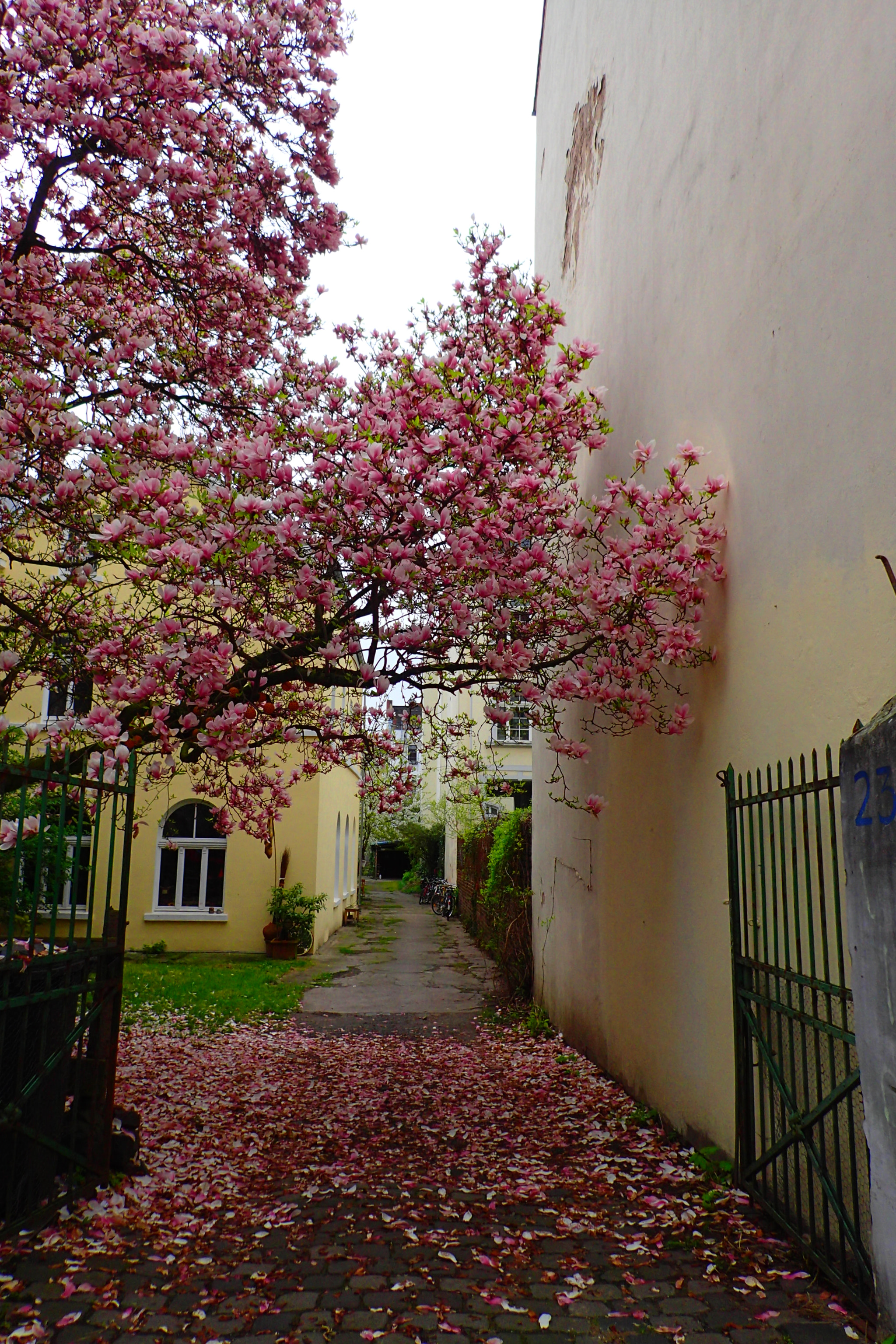 Olympus TG-3 sample photo. Magnolienblüte i photography