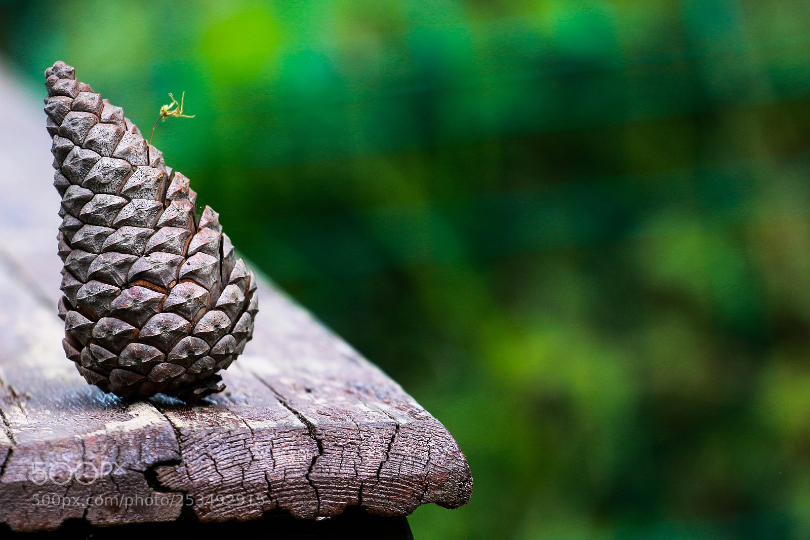 Canon EOS 70D sample photo. Pine cone photography