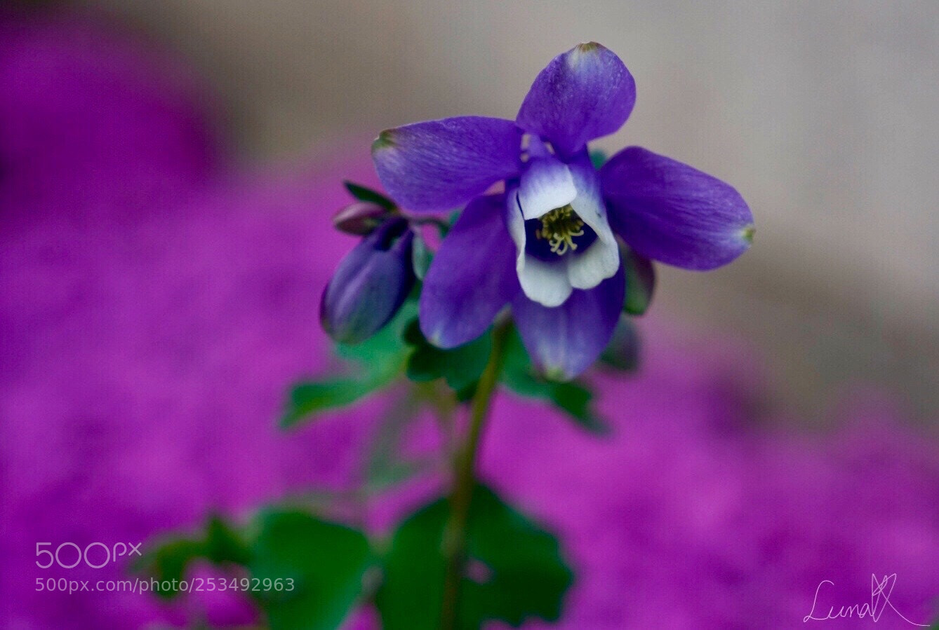 Sony a7R II sample photo. Purple columbine with pink photography