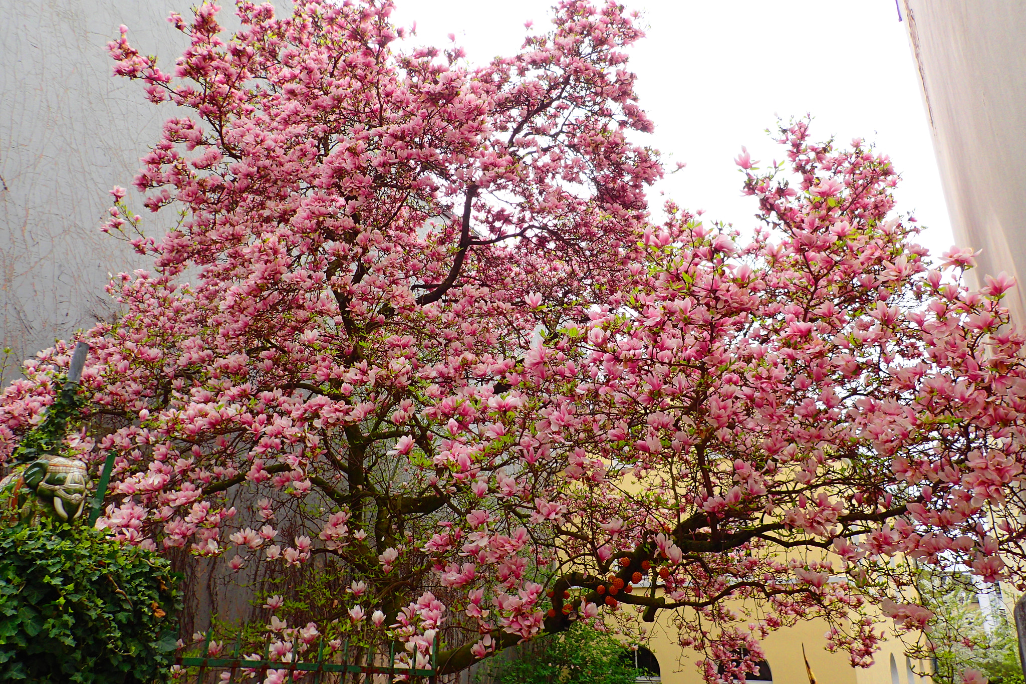 Olympus TG-3 sample photo. Magnolienblüte ii photography